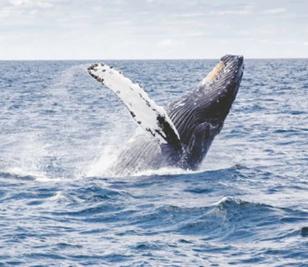 Whale Watching